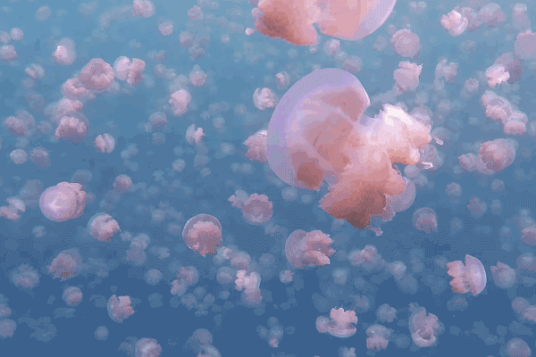 水母 海底 游泳 美丽