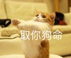 萌宠 猫星人 取你狗命 生气 搞怪 呆萌