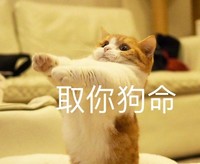 萌宠 猫星人 取你狗命 生气 搞怪 呆萌