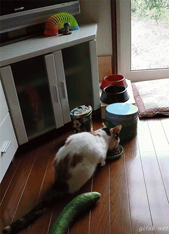 猫咪 搞笑 黄瓜 吓飞