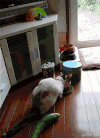 猫咪 搞笑 黄瓜 吓飞