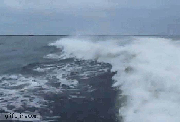 海豚  攻击  海浪