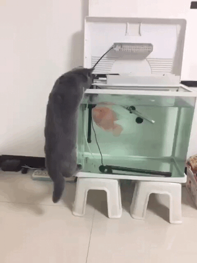 猫咪 小鱼儿 惊吓 搞笑