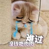 难过没钱吃肉肉 猫咪 流泪 斗图 可爱