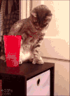 猫咪 喝水 搞笑 滚开