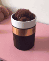 二哈 汪星人 可爱 萌宠 狗狗