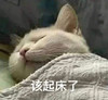 萌宠 猫星人 该起床了 开心 呆萌 可爱