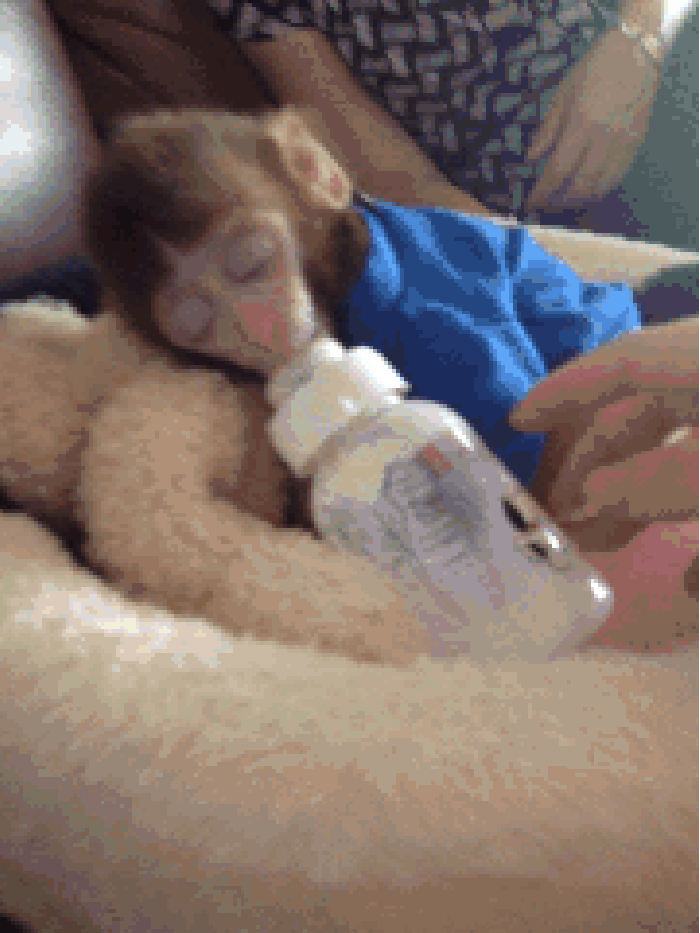 猴子 奶瓶 抢走 动物