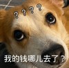 萌宠 汪星人 我的钱去哪了 好奇 呆萌 可爱