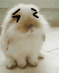 兔子 调皮 可爱 呆萌