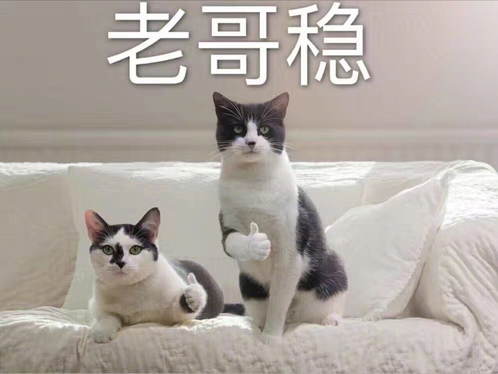 老哥稳 两只猫咪 竖起大拇指 沙发