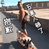 萌宠 狗 狗狗 王者荣耀 抱歉 五黑人够了 soogif soogif出品
