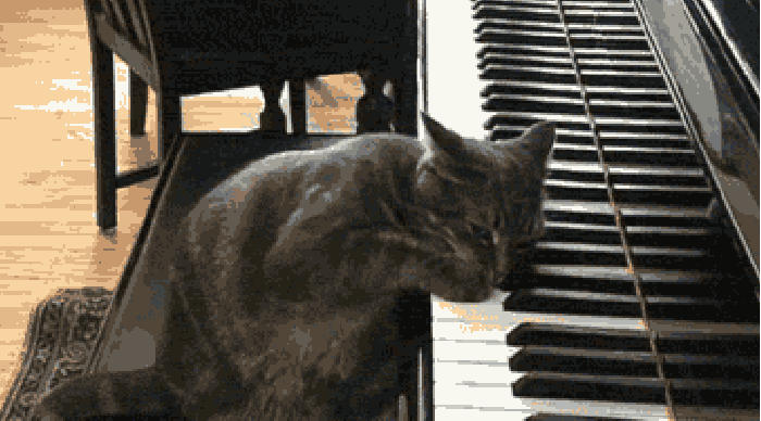 猫 宠物 萌 弹琴