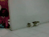 恶搞 喵星人 萌宠 猫 猫咪