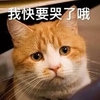 萌宠 喵星人 我快要哭了哦 安慰一下我 可爱 呆萌