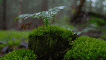 植物 动图 雨滴 绿色