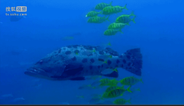 深海奇探 鱼群 湛蓝 海底