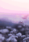 小清新 花 风景 文艺