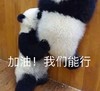 萌宠 熊猫 加油 我们能行 搞怪 呆萌