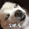 没眼看 狗 搞怪 逗
