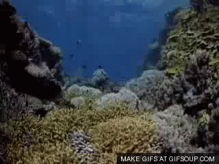 海底 珊瑚 美丽 壮观