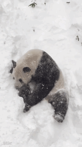 熊猫 雪地 玩耍 可爱