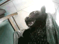 可爱  毛茸茸   搞怪    狗狗