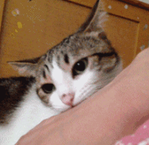 萌宠 可爱 搞笑 逗 动态表情包
