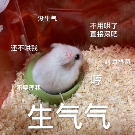 竹鼠 可爱 萌宠 搞怪 文字表情包