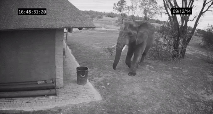 大象  垃圾 捡起 棒