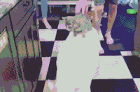 猫咪 猪猪 搞笑 可爱 淘气