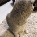 萌宠 猫咪 甩头