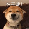 萌宠 汪星人 在干嘛 搞笑 呆萌 可爱
