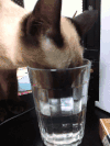 喵星人 暹罗猫 可爱 喝水 动物 萌宠