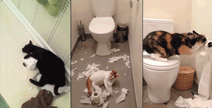 猫 撕厕纸 卫生间