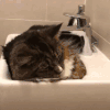 猫咪 喵星人 搞笑 可爱 淘气