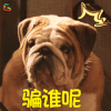 缝纫机乐队 狗 萌宠 偏谁呢 soogif soogif出品