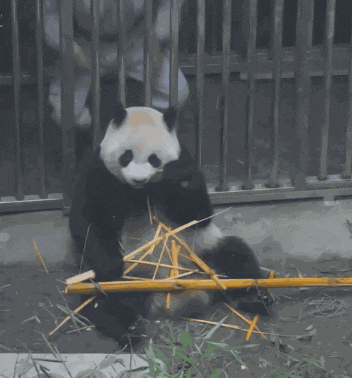 熊猫 国宝 不要碰我 笼子里