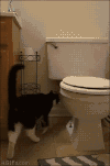 可爱  毛茸茸  搞怪  猫猫  马桶