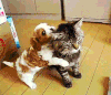 猫咪 狗狗 亲热 可爱