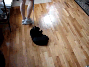 猫咪 地板 拖着走 黑色