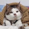萌宠 猫星人 生气 绝交五分钟 不要烦我 搞怪 逗