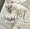 萌宠 猫星人 为什么要这样对我 我还是个宝宝 呆萌 可爱