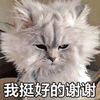 萌宠 喵星人 挺好的 谢谢 猫 搞怪 可爱