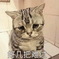 猫咪 好几把难过