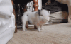 萌宠 猪 可爱