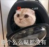 萌宠 猫星人 连个么么哒都没有 气呼呼 搞怪 逗