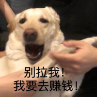 萌宠 汪星人 别拉我 我要去赚钱 搞怪 呆萌