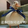 萌宠 鸭子 这身打扮可还行鸭 开心 呆萌 可爱