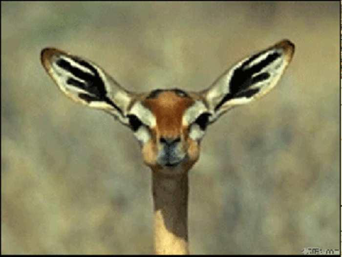 鹿 长耳朵 可爱 动物